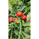 TOMATE FLINE