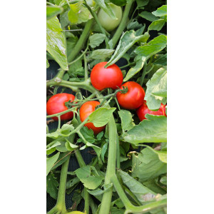 TOMATE FLINE