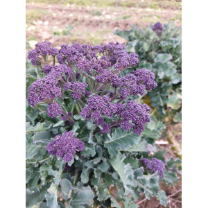 CHOU BROCOLI A JET VIOLET