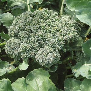 BROCOLI Calabrais Hâtif