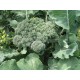 Graine bio BROCOLI Calabrais Hatif 