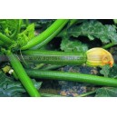 Graine bio COURGETTE Partenon F1 