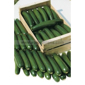 COURGETTE Tempra F1