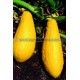 Graine bio COURGETTE Yellow Straight Neck 