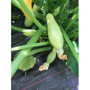 COURGETTE Yellow Straight Neck
