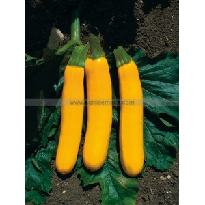 COURGETTE Goldi F1