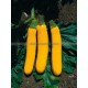 Graine bio COURGETTE Gold Rush F1  