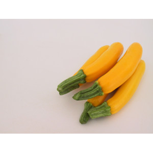 COURGETTE Goldi F1