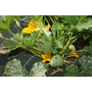 COURGETTE Ronde de Nice