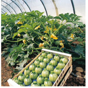 COURGETTE Géode F1