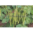 Graine bio HARICOT Nain Fin Maxi