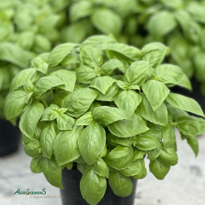 Basilic Renee (Prospera)