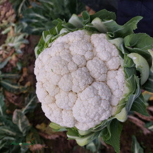 Chou Fleur Mars