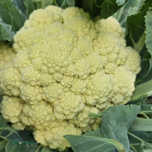 Chou Fleur Di Jesi