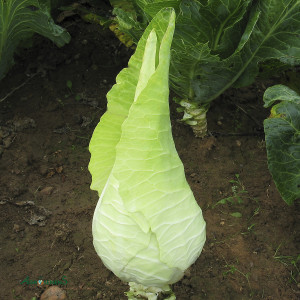 Chou Cabus Blanc Filderkraut