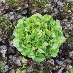 Laitue Fdc Verte Abri Lazero