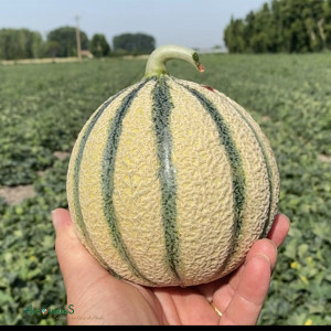 Melon Iollisco F1