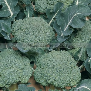 BROCOLI Belstar F1