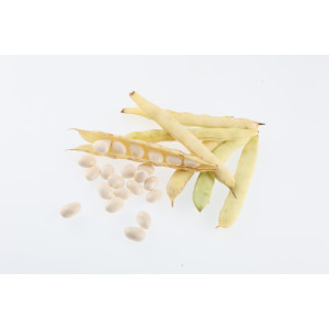 HARICOT Coco nain blanc