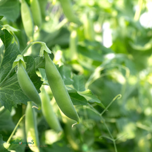POIS mangetout sugar snap NAIROBI