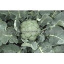 BROCOLI Batavia F1