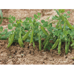 POIS Nain Mangetout Norli