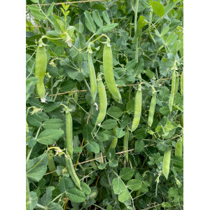 POIS Mangetout Ambrosia