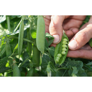 POIS Nain à écosser Karina