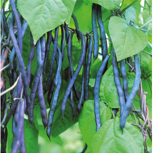 HARICOT à Rames Blauhilde