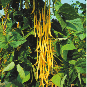 HARICOT à Rames Neckargold