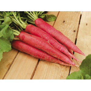 RADIS Ostergruss Rave