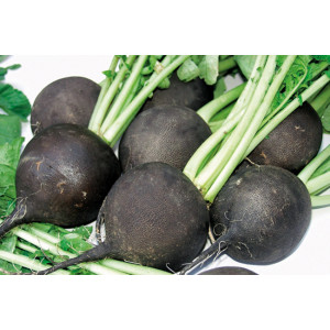 RADIS Noir gros rond d'hiver 