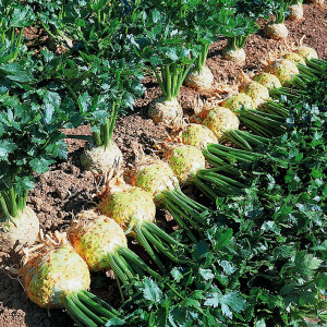 CELERI Tubéreux Mars