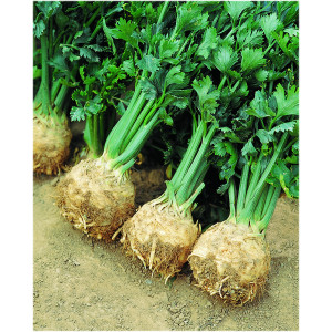 CELERI Tubéreux Rave Prinz