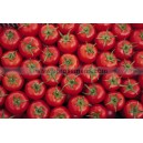 Graine bio TOMATE Cindel F1