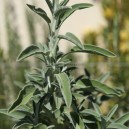 SAUGE Officinale