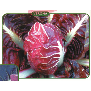 CHICORÉE ROUGE - Rouge de Vérone