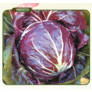 CHICORÉE rouge Palla Rossa n°3