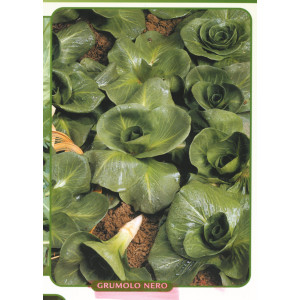 CHICORÉE SAUVAGE - Grumolo Verde