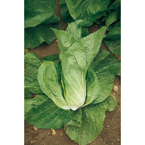 CHICORÉE SAUVAGE - Uranus