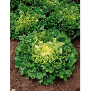 CHICORÉE Scarole Nuance