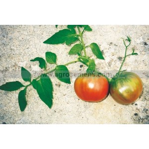 TOMATE Rose de Berne