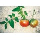 Graine bio TOMATE Rose de Berne 