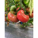 TOMATE Rose de Berne