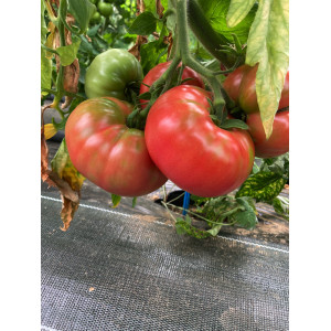 TOMATE Rose de Berne