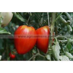 TOMATE Coeur de Boeuf rose