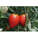 TOMATE Coeur de Boeuf rose