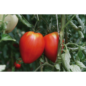 TOMATE Coeur de Boeuf rose