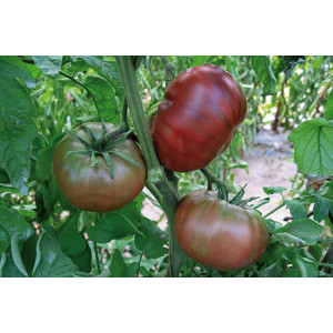TOMATE Noire de Crimée
