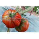 TOMATE Marmande